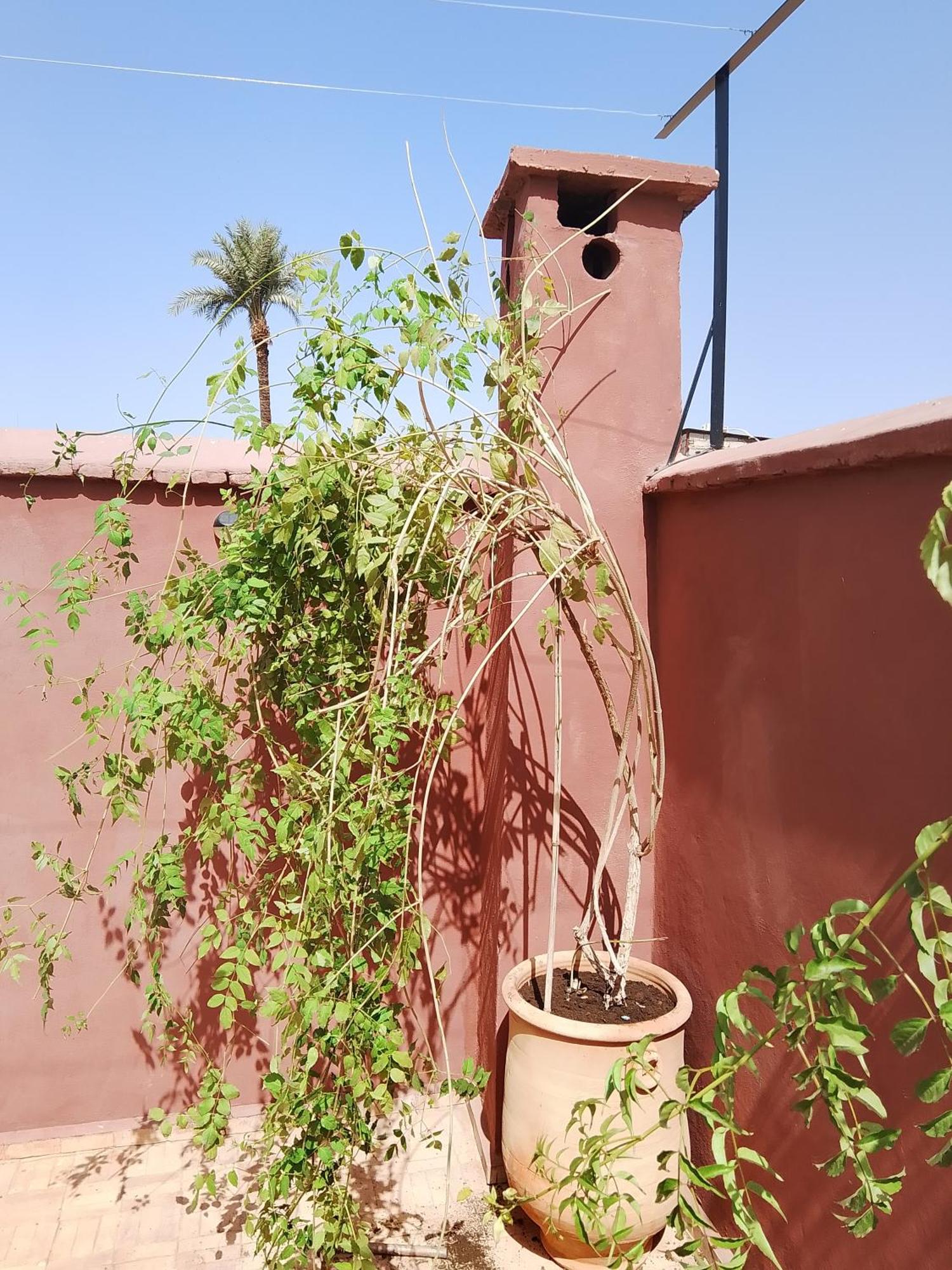 Riad Paquerette มาร์ราเกช ภายนอก รูปภาพ